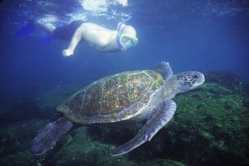Green Sea turtle and Snorkeler: Galapagos Islands. My bro... by Matthew Timberger 